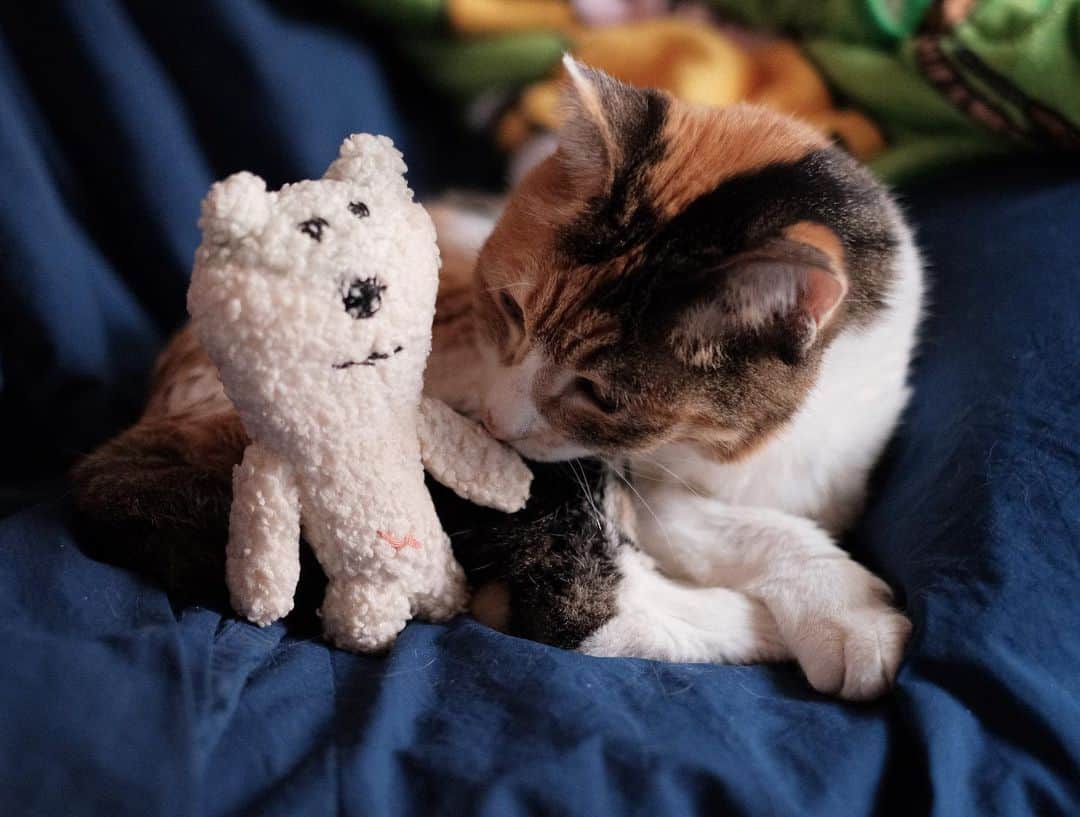 合田経郎のインスタグラム：「くすぐったいです。 #あおしろう #猫の日」