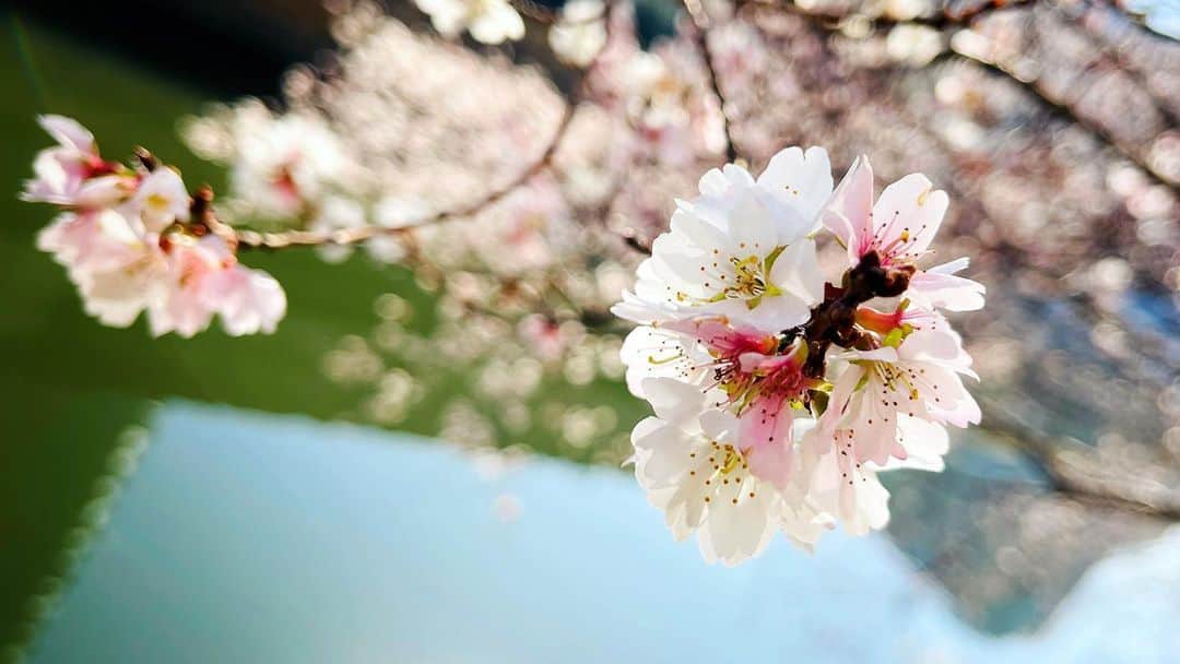小西遼生さんのインスタグラム写真 - (小西遼生Instagram)「遅ればせながら、先日誕生日を迎えました。お祝いしてくださった皆様ありがとうございます！また1年、喜びと感謝と共に、時の流れをゆうるりと噛み締めながら自分らしく進んで行きたいと思います。  早咲きの桜か、暖かい日差しを浴びて綺麗に咲いていました。明日からはいよいよポーの一族・名古屋公演。今日も劇場に行ってきます。  #39thbirthday  #mouharudesune」2月22日 11時11分 - ryosei_konishi_official