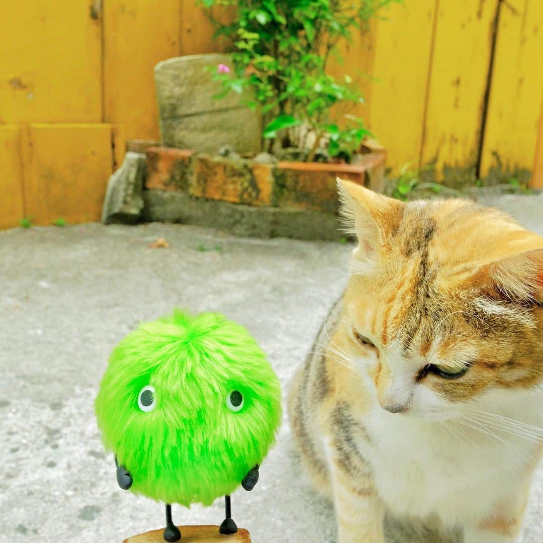 SUUMO公式アカウントさんのインスタグラム写真 - (SUUMO公式アカウントInstagram)「本日、2/22は #猫の日 🐈🐱✨ #猫 #ネコ #ねこ #にゃんこ #ねこ部  #ねこすたぐらむ #猫好き #cats #cat #スーモ #SUUMO」2月22日 11時11分 - suumo_official
