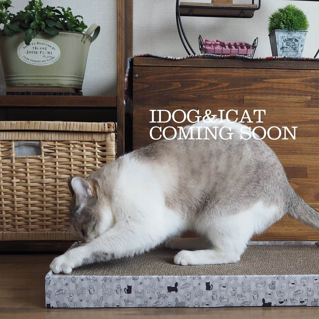 iDog&iCatさんのインスタグラム写真 - (iDog&iCatInstagram)「2/22はニャンニャンニャンで猫の日！愛猫と過ごす楽しい一日をお過ごし下さいませ。  IDOG&ICATでは、猫ちゃん用のつめとぎ新作を準備中！猫ちゃん好きにはたまらない？！「ねこづくし」シリーズです。  つめとぎは人気のタイプ3種類をご用意。たくさん並んだ猫たちが可愛らしいですよ❤️  発売開始は3月上旬を予定しております。お楽しみに！  #猫の日 #222 #IDOGICAT #つめとぎ #猫 #ねこ #cat #爪とぎ #予告 #うちの子優勝 #ICAT」2月22日 11時19分 - idogicat