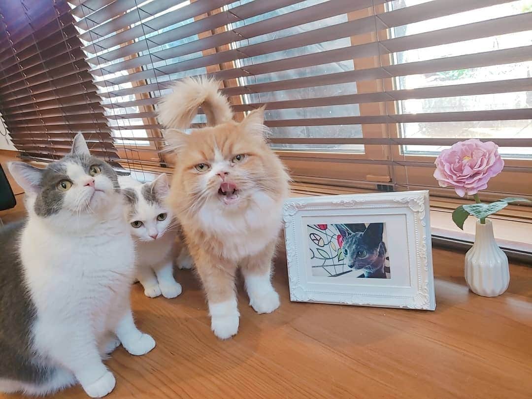 のインスタグラム：「2/22今日は#猫の日   ぎんちゃん…😢💓  #猫のいる暮らし #猫 #ねこ #myfamily #cat #catsofinstagram」