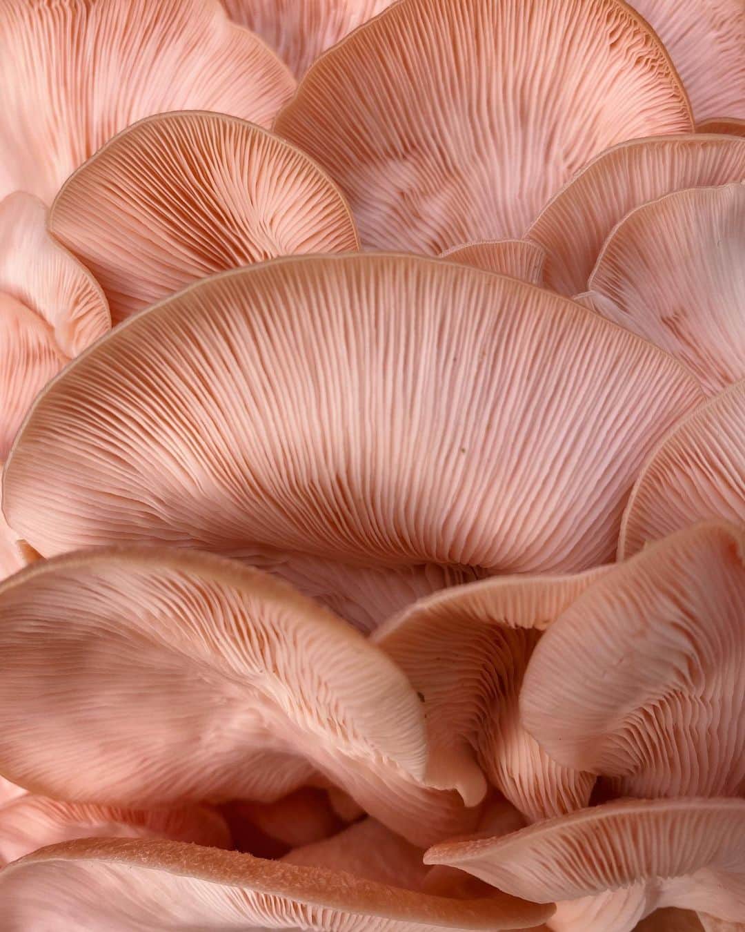 Antonietteのインスタグラム：「Pink oyster mushrooms?! So intriguingly sexy, can’t help but question my morels. 🍄😆 Can’t wait to cook with these, and use this as new wallpaper for my phone. 🤣」