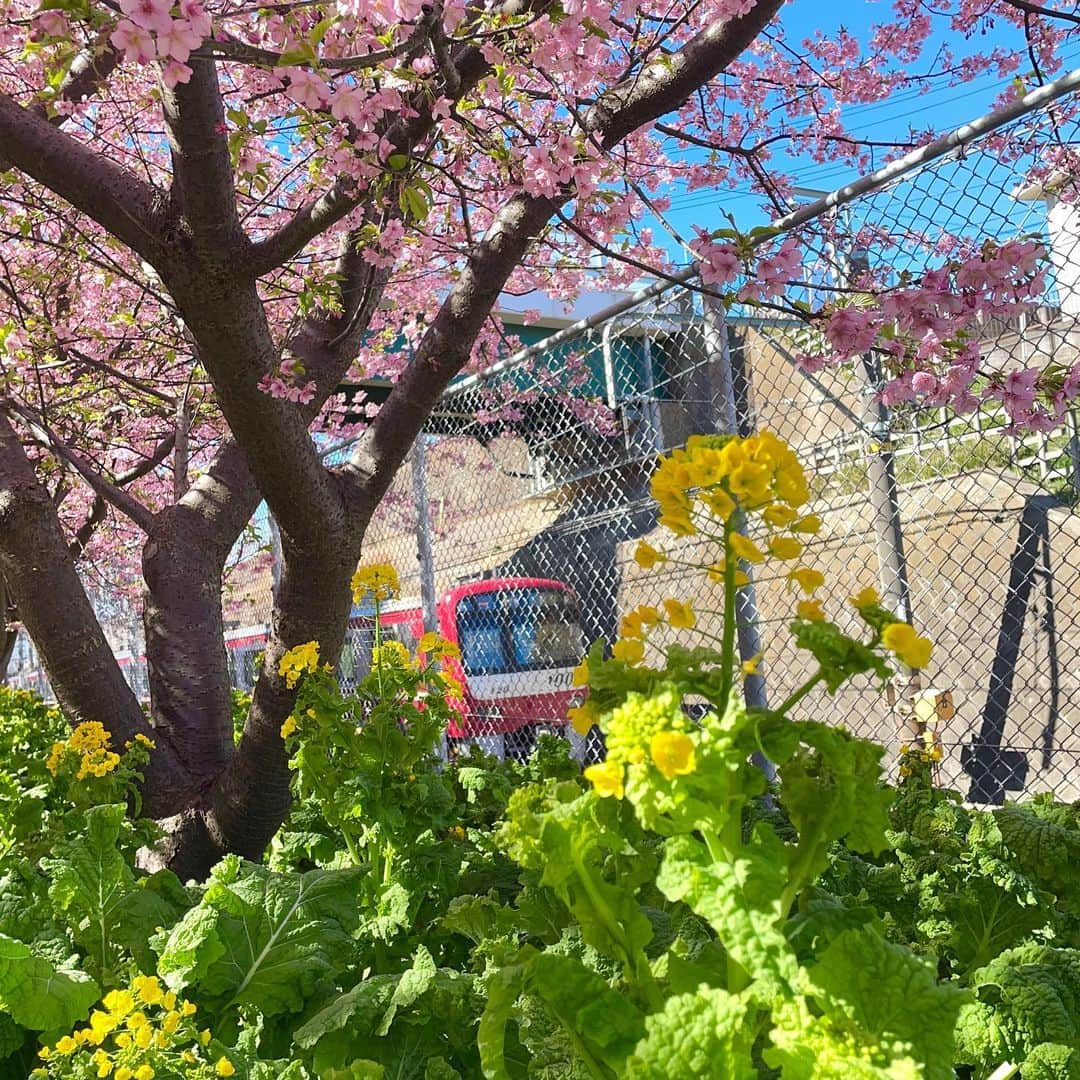 run+さんのインスタグラム写真 - (run+Instagram)「大好きな桜と菜の花。春いっぱい♡ #菜の花の菜は菜央美の菜  #三浦海岸 #まぐろが食べたい #ランチは2時間待ち #桜 #菜の花 #富士山 #お写んぽ #iphoto  #写真で伝えたい私の世界 #ファインダー越しの私の世界 #写真は心のシャッター  #誰かに見せたい景色  #誰かに見せたい空  #誰かに見せたい花  #キリトリセカイ   #ランニング好きでカメラ好きな人と繋がりたい  #dayscolor @runplus #aday」2月22日 2時53分 - runplus