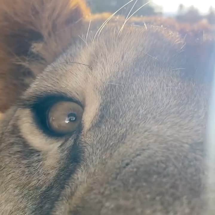 Black Jaguar-White Tiger のインスタグラム