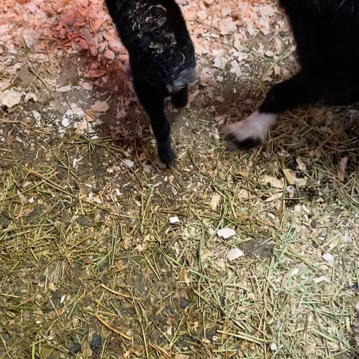 ケリスのインスタグラム：「Look who just showed up ! Welcome BEANS to bounty farms !!!!」