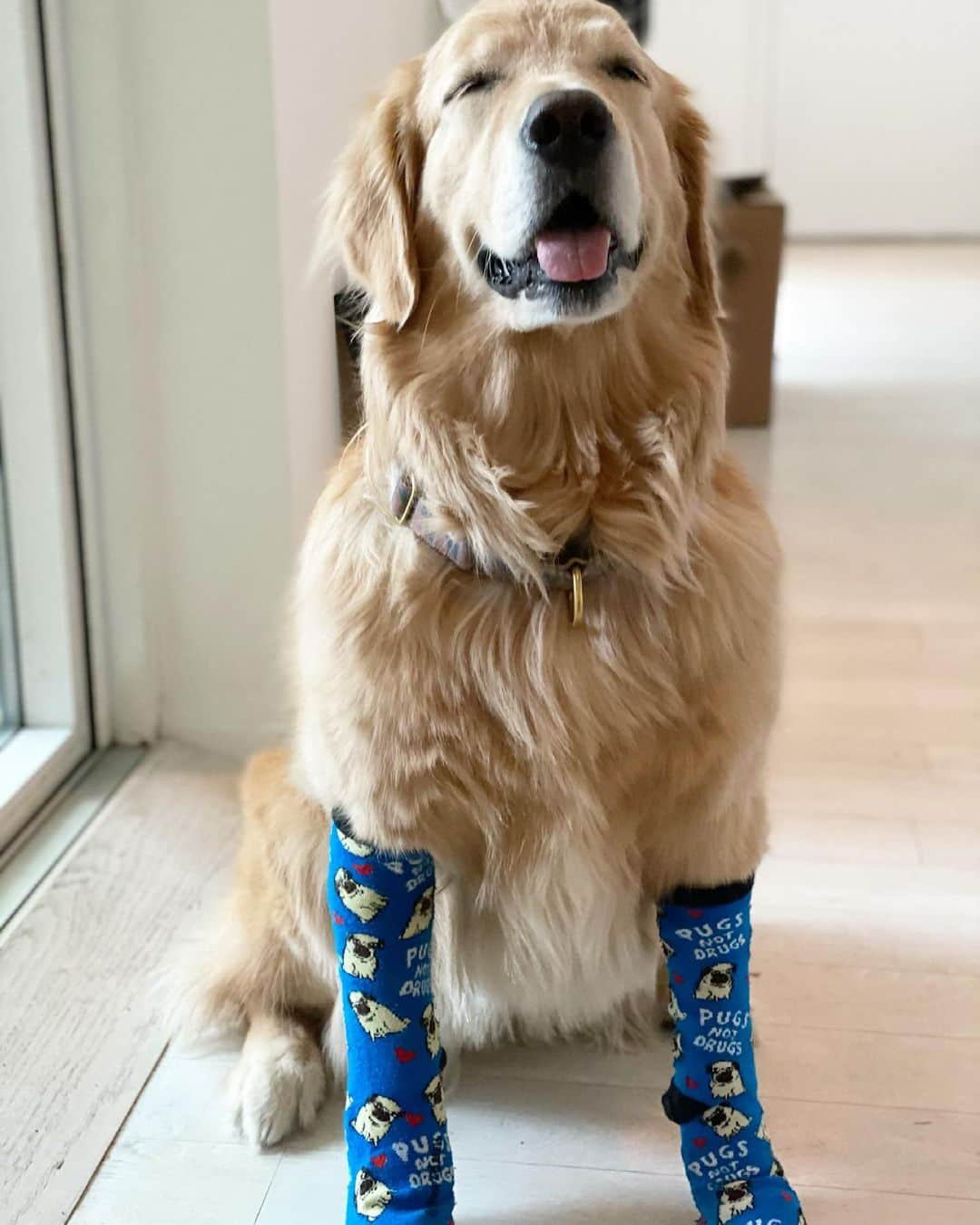 ショーン・オプリーのインスタグラム：「Dog in socks PT 2.」