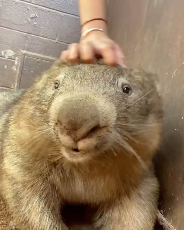 animalsのインスタグラム：「Anyone need a head scratch!? 😅 How cute is this little wombat? 🥰 Video by: @reneehowell18」