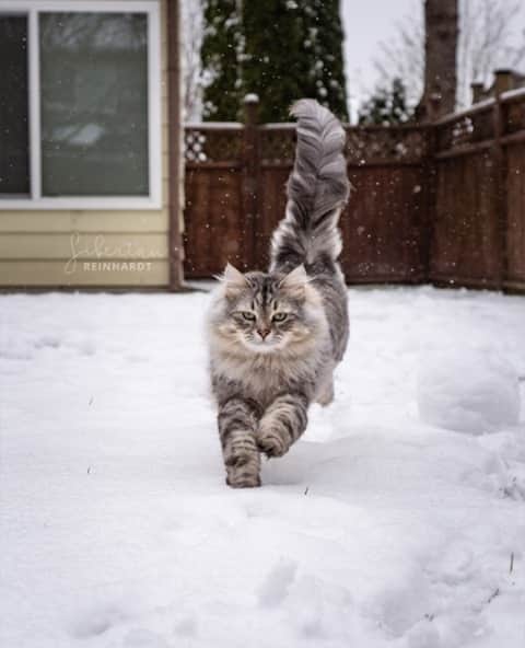 Cats of Instagramさんのインスタグラム写真 - (Cats of InstagramInstagram)「From @siberian_reinhardt: “Behold, a backyard snow leopard!” #catsofinstagram」2月22日 3時55分 - cats_of_instagram
