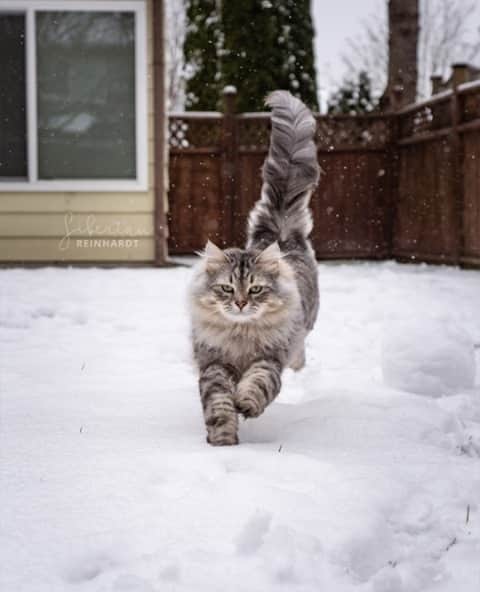 Cats of Instagramのインスタグラム：「From @siberian_reinhardt: “Behold, a backyard snow leopard!” #catsofinstagram」