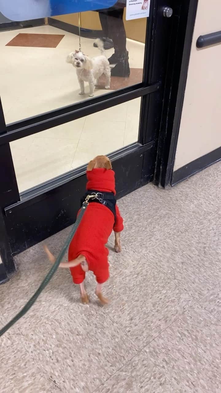 Tuna {breed:chiweenie} のインスタグラム：「They found love in a hopeless place: at the groomers. 💙💖」