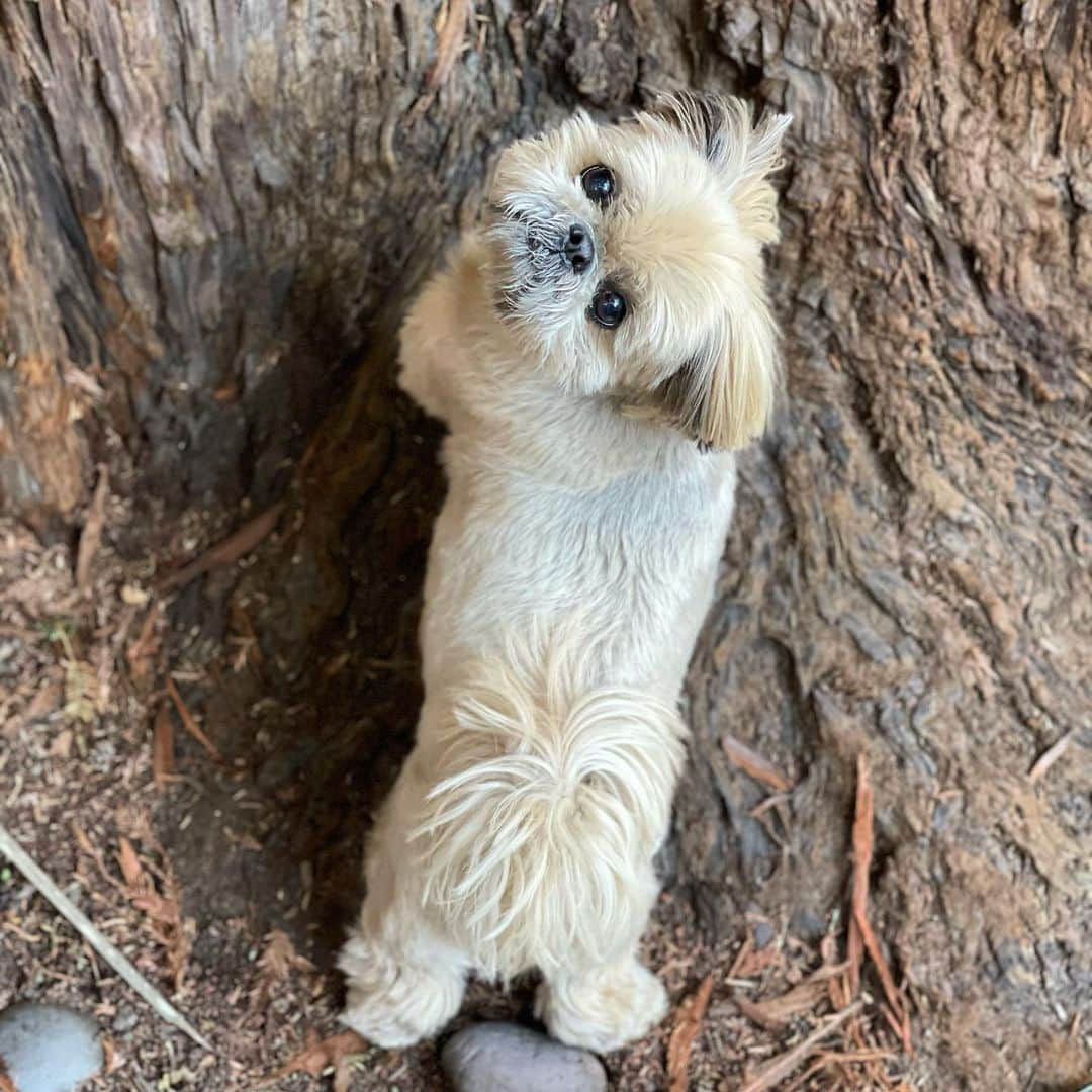 Dougie the Shih Tzuさんのインスタグラム写真 - (Dougie the Shih TzuInstagram)「Squirrel patrol.」2月22日 4時28分 - dailydougie