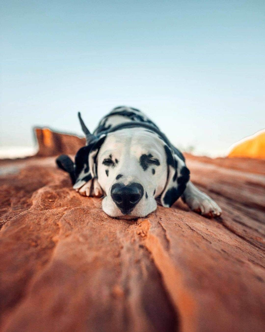 8crapさんのインスタグラム写真 - (8crapInstagram)「Do you 🖤 a nice nap? - 📷 @hi.wiley - #barked #dog #doggo #Dalmatian」2月22日 5時00分 - barked