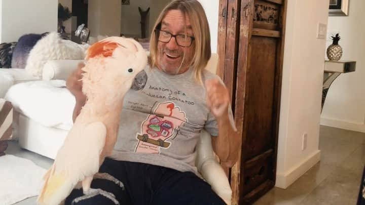 イギー・ポップのインスタグラム：「Surfin’ Bird 2.0 - Still the word  #BiggyPop #IggyPop #TheTrashmen  Written by #TheRivingtons 🙌 #Birdistheword #bird #burd #birb #moluccan #cockatoo」