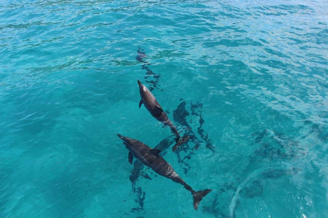 ハワイアン航空さんのインスタグラム写真 - (ハワイアン航空Instagram)「A classic case of "Sunday, Fun Day!" 🐬 How's your weekend going?   📷@hideninhawaii」2月22日 5時16分 - hawaiianairlines