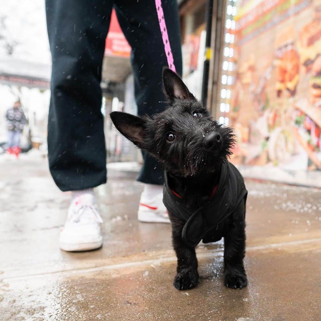 The Dogistさんのインスタグラム写真 - (The DogistInstagram)「Dexy, Scottish Terrier (3 m/o), 5th & 1st Ave., New York, NY • “She’s feisty. When she gets hyped up or excited she goes around and bites everyone.”」2月22日 5時19分 - thedogist