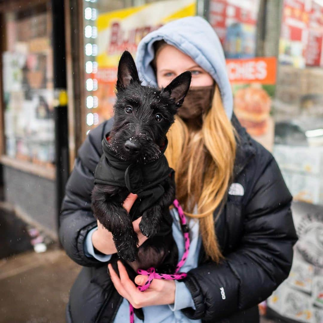 The Dogistさんのインスタグラム写真 - (The DogistInstagram)「Dexy, Scottish Terrier (3 m/o), 5th & 1st Ave., New York, NY • “She’s feisty. When she gets hyped up or excited she goes around and bites everyone.”」2月22日 5時19分 - thedogist