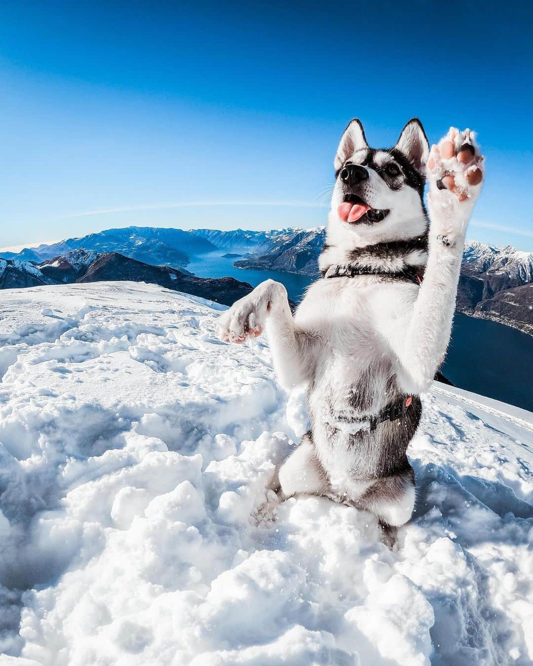 goproさんのインスタグラム写真 - (goproInstagram)「Photo of the Day: Pups + powder 🐾❄️ #GoProFamily member @teocolombo, @balithewolf, + #GoProHERO9 Black  @goproit #GoProIT #GoPro #GoProPets #GoProSnow #DogsOfInstagram」2月22日 5時51分 - gopro