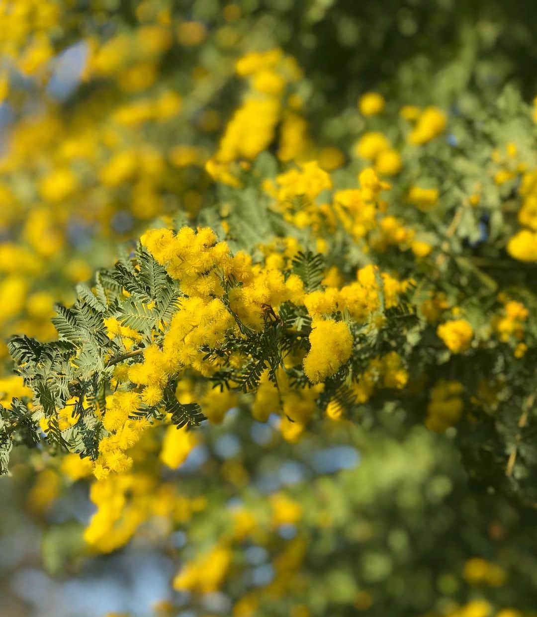 前野えまさんのインスタグラム写真 - (前野えまInstagram)「おはようございます☀ 今週も楽しい1週間になりますように🍀 ・ ・ #おはようございます #ミモザ #ミモザの木 #自然 #春の訪れ #今週も頑張ろう   #goodmorning #mimosa #yellow #flowers #flowerphotography #springsoon #haveaniceday  #followme #tagsforlikes #tflers #tagsforlikesapp #actress #actor #girl #photography #portrait #portraitphotography #daily_phot_jpn #japan_daytime_view」2月22日 6時10分 - maeno_ema
