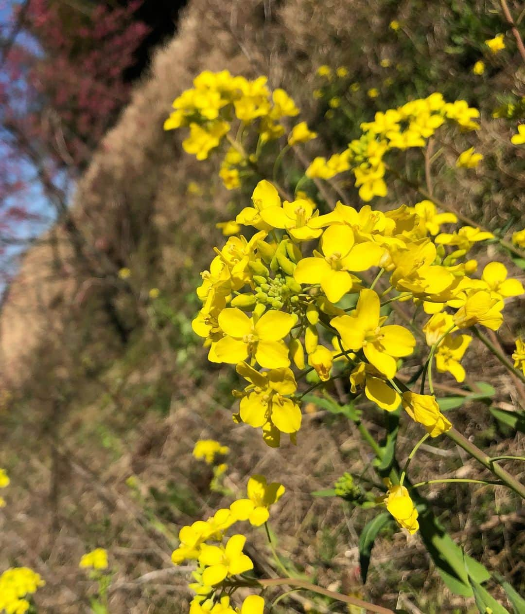 小野真弓さんのインスタグラム写真 - (小野真弓Instagram)「おはようございます🌼 昨日は、庭でも公園でも カエルが冬眠から覚めてけこけこ🐸 今日も初夏の陽気予報✨🌴 あたたかいと、ワクワクが増します(*´꒳`*) 良い一日を☺️😷🍀 #菜の花#わん散歩風景 #チワワ#ハナちゃん#食いしん坊犬#シニア犬 #チワマル#ハルくん#散歩いのち犬 #いぬばか部 #いぬすたぐらむ #chihuahua #maltese #mixdog#doglover #dogstagram #いぬのいる暮らし #千葉暮らし#日向ぼっこ犬#かーさんのシュークリーム#食べたい犬#チョコクリーム#わんこは毒だよ#わんこはお芋食べたよ🍠#オヤツタイム 🐶 ハナちゃんシャンプーで、ふわふわになりました😊♨️ 縁側日向ぼっこで休憩ばあちゃん☺️ 食べ物が出てくると🧁途端にお目目キラーン✨👀 若返ります🐾 そして、 そんなことよりー😑 ねぇあそぼーよー🎾のハルくん🐾🐶 わんこも、それぞれで面白い（＾ω＾）」2月22日 6時33分 - hanaharuaroi