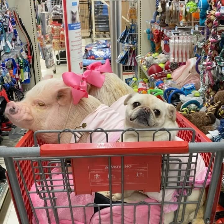 のインスタグラム：「Girl’s Day Out! We rescued a dog recently, so we thought we would take a trip to Tractor Supply to get her some new toys. We brought Pigtail along for doggy advice. What do you think of what we picked out?🛒🐷🐷🐶 . Our new doggy friend’s name is Hope, and she just appeared in our back pasture one day. Hope is a hound dog who we believe was left behind when hunting season ended. Apparently that’s not uncommon for dogs who don’t perform well. She had no collar on and was terrified of humans the first couple of weeks. She would run when she saw mom, but we left her food and water out everyday and we finally earned her trust. Hope is safe now and getting the vet care she needs. You can see her and follow her journey over @prissyandpops_helpinghooves. We love her already!🐷💞🐶#Hopethehound #Pigtailthepug #PrissyandPosey #prissyandpopshelpinghooves #PrissyandPop」