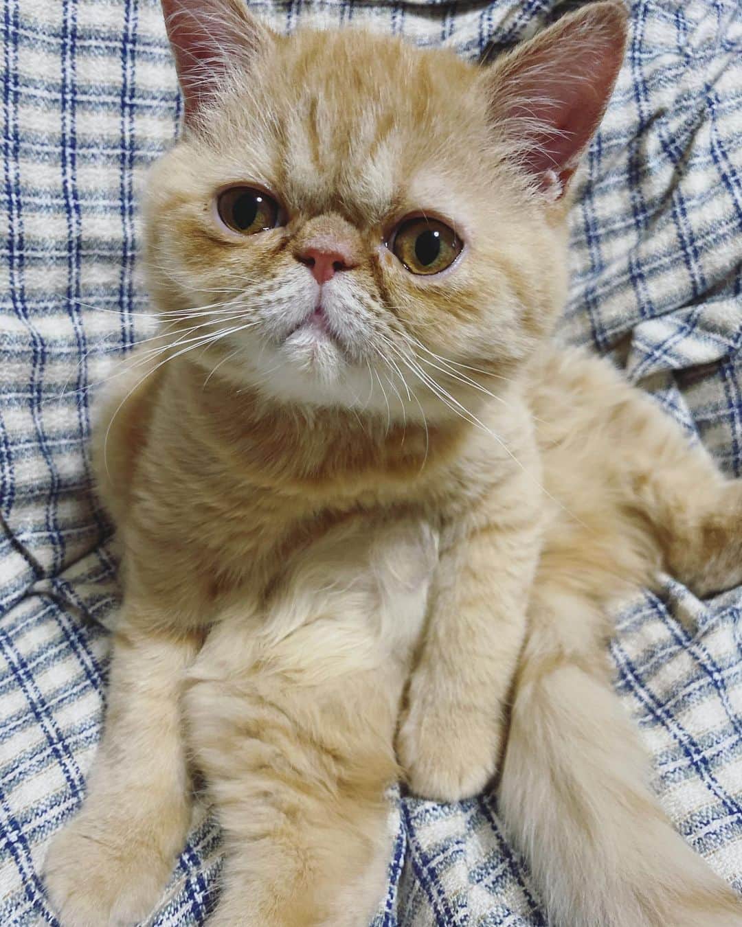 服部彩香のインスタグラム：「ねこのひみたいなのでインスタ初登場 9/10生まれのエキゾチックショートヘアの 男の子たむくん。愛犬2匹とともに去年の 12月から一緒に暮らしてます🐱 仲良くしてね😆😆😆 .  #エキゾチックショートヘア #レッドタビー  #ねこのひ  #猫の日  #ねこのいる生活  #ねこのいる暮らし  #ねこのいる幸せ  #ねこら部  #ねこすたぐらむ  #猫のいる暮らし  #猫好きさんと繋がりたい  #猫のいる生活」