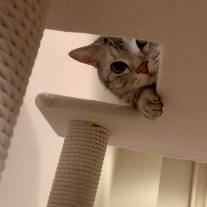のインスタグラム：「Good morning! Bonjour!﻿ Peek-a-boo! * おはようございますにゃん！ 「いない、いない、いな〜い、、、アラン・ドロン！」　#笑点　#小遊三師匠 * #catstagram #cat_features  #topcatphoto #cutepetclub #catsofinstagram #cats_of_world #meowsandwoofs #meowvswoof﻿ #excellent_cats #catstocker  #bestmeow #INSTACAT_MEOWS #peco #animalsco #mofmo #みんねこ #ふわもこ部 #ねこのきもち #アメショー #アメリカンショートヘア #猫 #猫好きさんと繋がりたい #nekoclub」