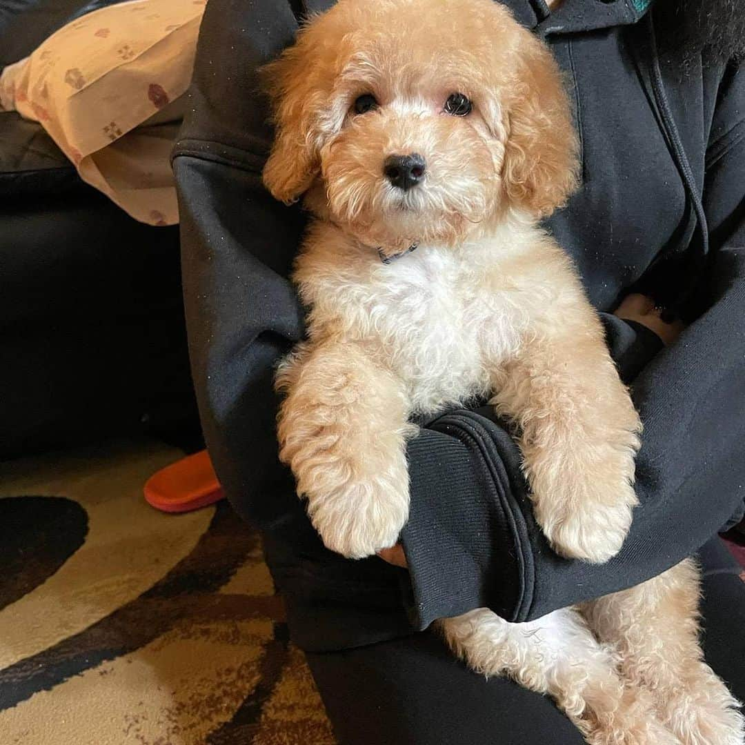 call me Lix the 6-Toyさんのインスタグラム写真 - (call me Lix the 6-ToyInstagram)「My new lil buddy "Boba".🧋 He's a miniature poodle. Just brought him home yesterday!! 🐶 Say hi  Bugzee Lix BLACK BABIES CRY TOO album: bugzeelix.bandcamp.com   #poodle #dog #dogsofinstagram #poodlesofinstagram #puppy #snoopdogg #poodlelove #dogs #toypoodle #dogstagram #instadog #puppylove #doglover #cute #puppiesofinstagram #doglovers #poodlepuppy #dogoftheday #poodles #poodlelife #pet #doglife #love #poodlegram #pets #standardpoodle #puppies #poodlelover #hooman」2月22日 7時16分 - lixthesixtoy