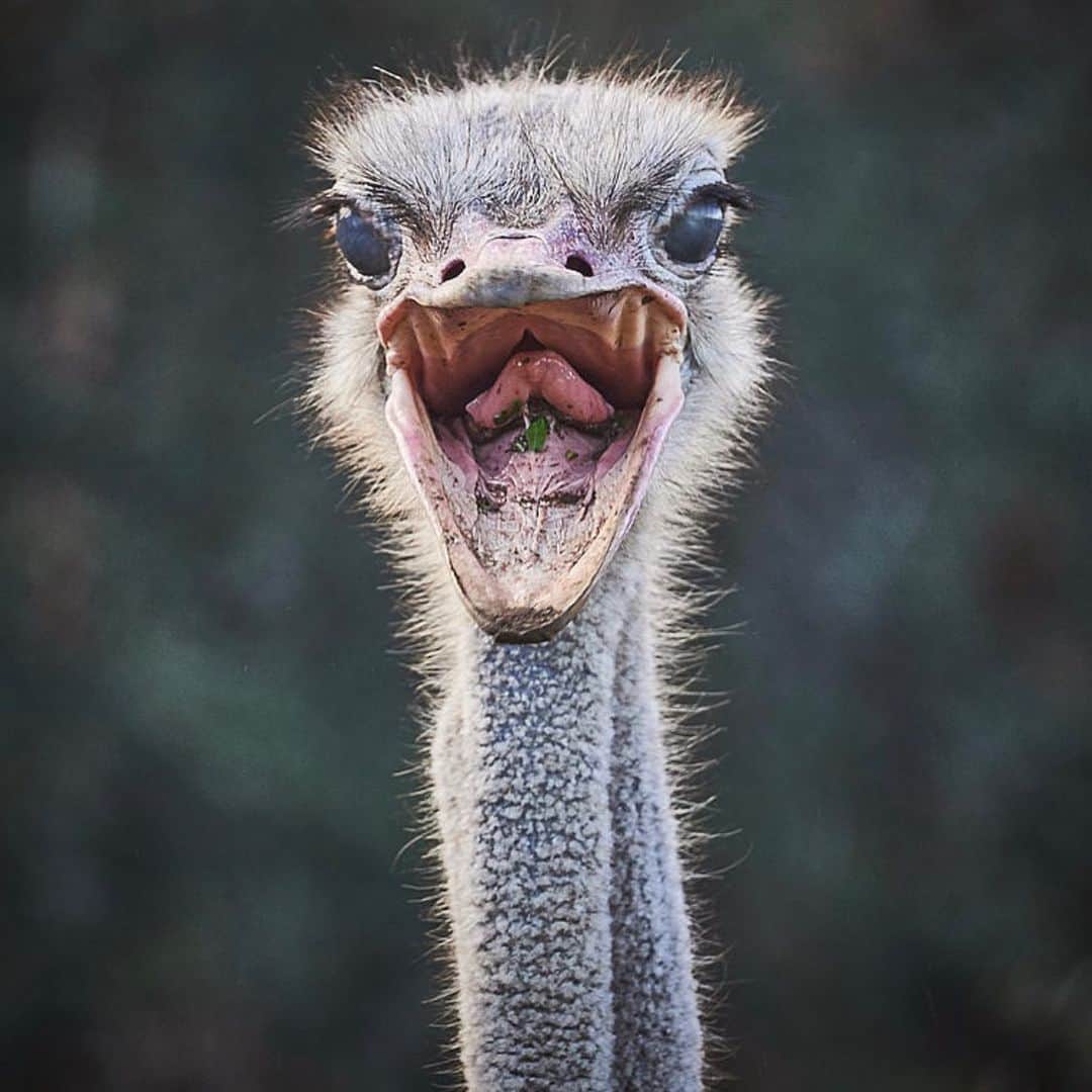 タック・ワトキンスさんのインスタグラム写真 - (タック・ワトキンスInstagram)「Taking a break from the stressful doomscroll of social media, Wendell Sommersby took his kids to an Ostrich Ranch and is now seeking an in-network psychiatrist.」2月22日 7時28分 - tucwatkins