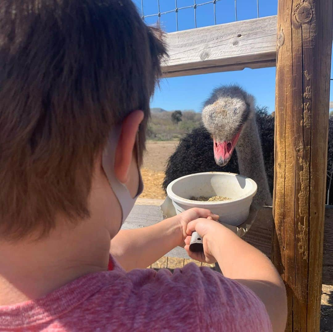 タック・ワトキンスさんのインスタグラム写真 - (タック・ワトキンスInstagram)「Taking a break from the stressful doomscroll of social media, Wendell Sommersby took his kids to an Ostrich Ranch and is now seeking an in-network psychiatrist.」2月22日 7時28分 - tucwatkins