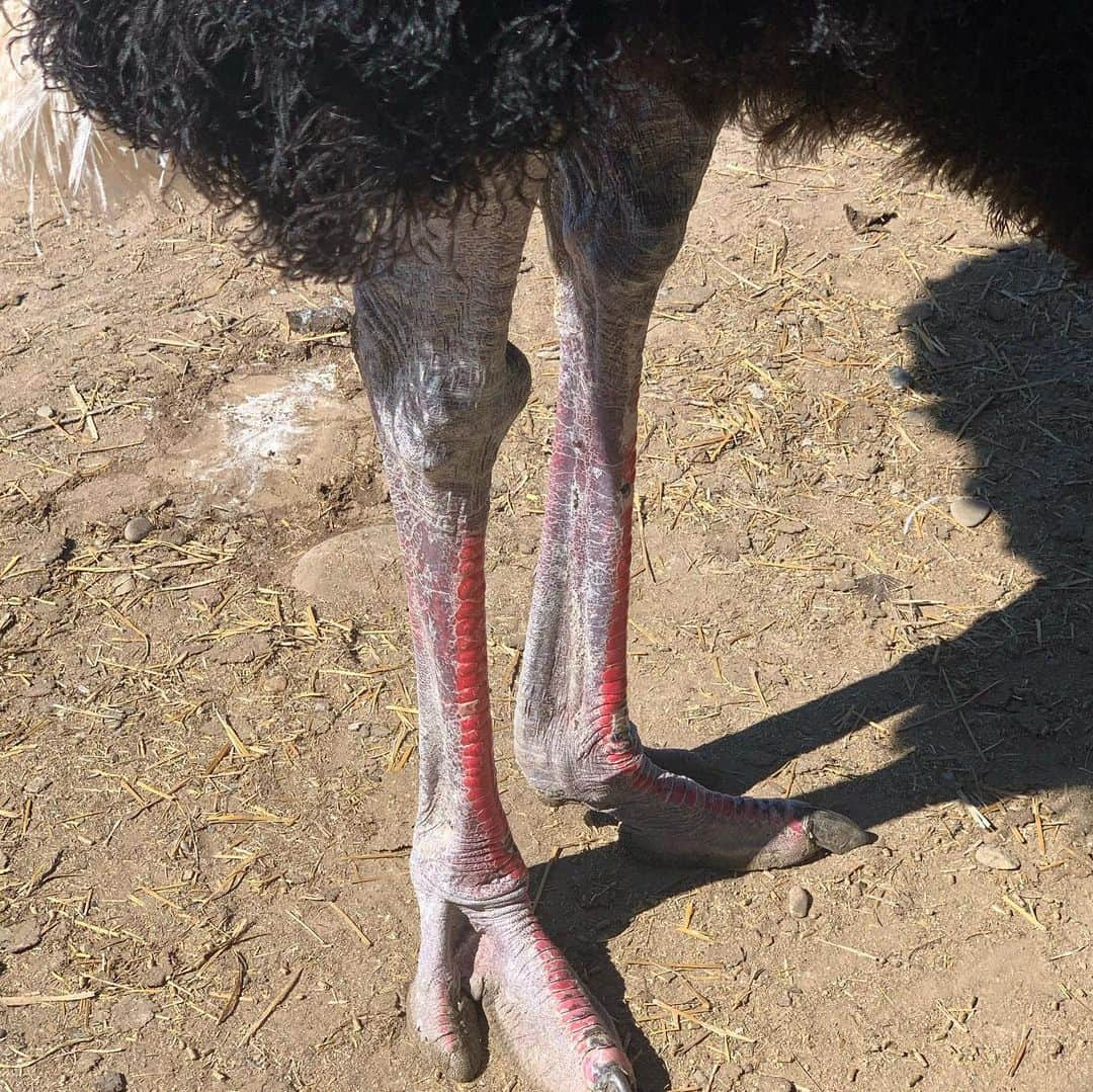 タック・ワトキンスさんのインスタグラム写真 - (タック・ワトキンスInstagram)「Taking a break from the stressful doomscroll of social media, Wendell Sommersby took his kids to an Ostrich Ranch and is now seeking an in-network psychiatrist.」2月22日 7時28分 - tucwatkins