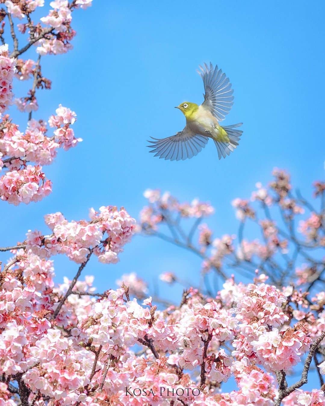 コサさんのインスタグラム写真 - (コサInstagram)「翼を広げたエンジェル 透過する美しい翼はまさに天使みたい👼 天気も良くて、桜も綺麗でメジロさんも楽しそうに飛び回っていました😆 . Location:和歌山 Wakayama / Japan🇯🇵 Date:2021年2月 . #メジロ #birders_gallery #Japan_Daytime_View #乗り越えようnippon #ニコン #写真は私の原動力 #arrowsあなたが夢中な世界 #YourShotPhotographer #light_nikon #sorakataphoto #tokyocameraclub #team_jp_ #photo_jpn #ptk_japan #bestjapanpics #Lovers_Nippon #LBJ_Legend #広がり同盟メンバー #nipponpic_member #special_spot_legend #s_shot #japan_of_insta #jgrv_member #ap_japan_ #colore_de_saison #raw_community_member #Rox_Captures #IGersJP #写真を止めるな #japan_bestpic_」2月22日 7時43分 - kosa_photo