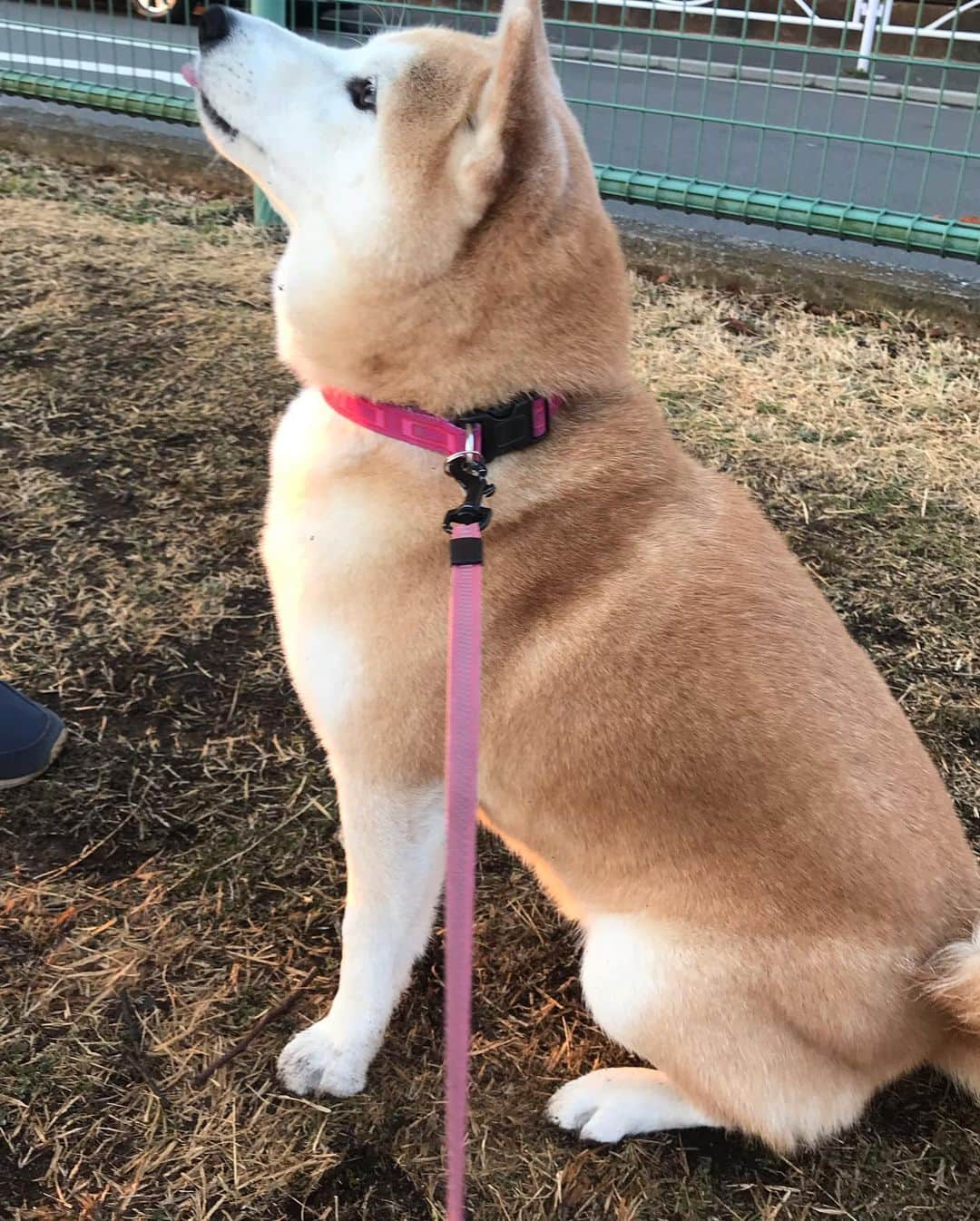 柴犬のモモさんのインスタグラム写真 - (柴犬のモモInstagram)「おはようございます。今朝は短め散歩でしたが、楽しく過ごせました #いぬ #イヌ #犬 #柴犬 #赤柴 #日本犬 #犬バカ部 #ふわもこ部 #いぬら部 #癒しわんこ #柴犬マニア #犬のいる暮らし #口角キュキュッと部 #shiba #shibainu #shibadog #dogstagram #dogsofinstagram #shibastagram #shibasofinstagram #shibamania #inu #instadog #toyota_dog」2月22日 7時44分 - shi_ba_i_nu_momo