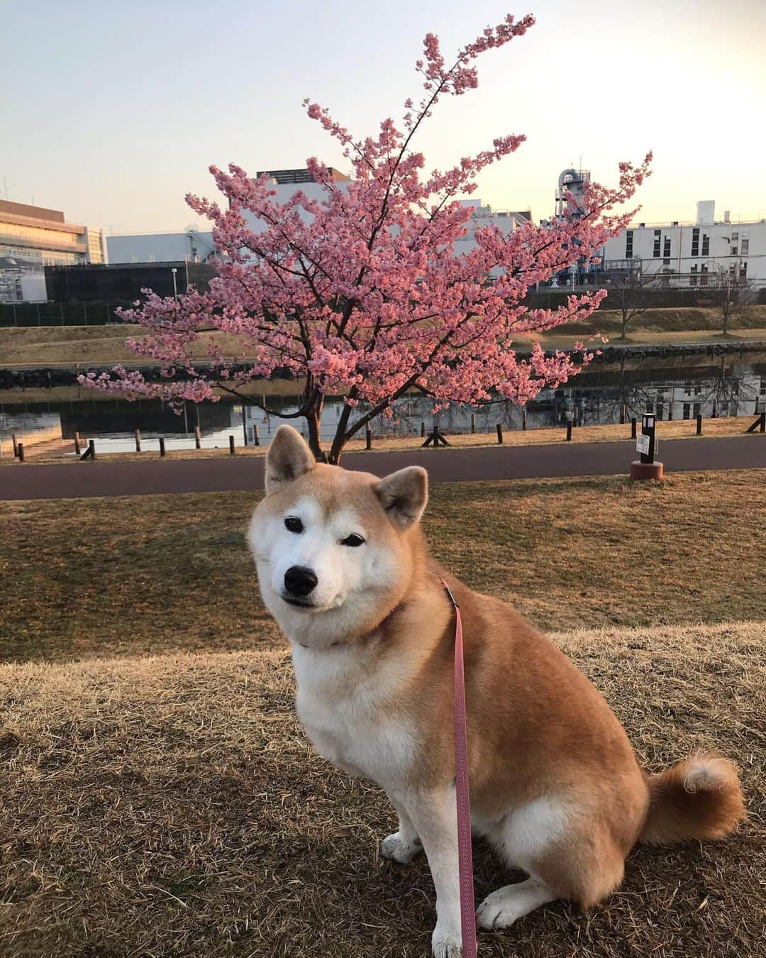 柴犬のモモのインスタグラム：「おはようございます。今朝は短め散歩でしたが、楽しく過ごせました #いぬ #イヌ #犬 #柴犬 #赤柴 #日本犬 #犬バカ部 #ふわもこ部 #いぬら部 #癒しわんこ #柴犬マニア #犬のいる暮らし #口角キュキュッと部 #shiba #shibainu #shibadog #dogstagram #dogsofinstagram #shibastagram #shibasofinstagram #shibamania #inu #instadog #toyota_dog」