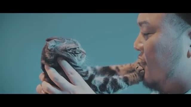 HIPPYのインスタグラム：「2月22日は猫の日ってことで お猫様に拒否られてるMV  ［泣き虫Good Day笑ってGood Night］をどうぞ♪  松本愛さんの表現まじ素敵♪」