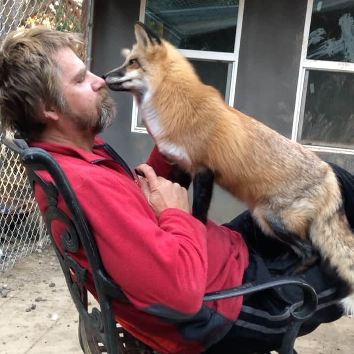 のインスタグラム：「When animals attack??? Watch and see if Libby decides to take a nibble or not..... the suspense was killing me!!  . Libby, our rescue American captive bred fox, normally decides to stay away from interacting with us and prefers to play with Ishy or Boris.  Well, foxes can alter their behavior with the seasons and this year, Libby seems to have chosen Dave as her BFF! For the last week, she has decided to jump in his lap and hang out with him.  This is the little girl bit him one day because I sneezed and it scared her... she is normally all fight, but for whatever reason she is a total infatuated with Dave??  . I tell people Dave doesn’t mind getting bit, which is one of the reasons  he is so amazing with all the animals... I got to give it to him for being this brave with her this close to him face!!  . . If you are looking to book an encounter, we had a last minute cancellation and have a slot open next Sat at 1:30!!  . Save the date for the Panda & her Pals Birthday party April 25th!! Invitations will be going out to those that are currently sponsoring one of the Ambassadors (Sasha, Mikhail, Ishy are still pending sponsorship for the year and Lucan has additional Sponsorship available), donated a particular amount for the rescue or raised a certain amount for their rescue.  We will be creating an Amazon wish list for Birthday presents which will be opened with virtual access on April 25th!  . In order to provide this celebration, we are looking for a local company to sponsor or provide lunch and/or beverages for the celebration!  . . #libby #whenanimalsattack #redfox #support #birthday #sponsor #encounters #animals #animal #animallovers #animalsco #jabcecc #surprise #volunteer #petafox #fox #sandiego #socal」