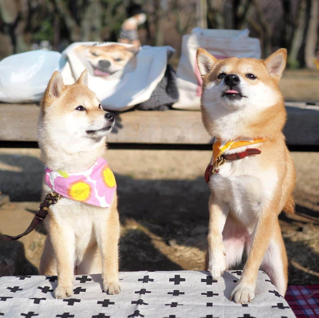 豆柴にこちゃんさんのインスタグラム写真 - (豆柴にこちゃんInstagram)「🐶 おはよー 昨日も天気良かったので ほっともっとでお弁当を買って 公園で食べたよ🍙  イチゴは家から持参🍓。 豆千代くんトートと 豆助くんに頂いた、にこちゃんトートも持参。  ドッグランではたまが一丁前に 自分より大きい子にガウガウしてた😆  #柴犬#豆柴#pecoいぬ部#犬#shibastagram#petstagram#犬#犬のいる暮らし#shibainu#dog#mameshiba#pecotv#いぬのきもち部#しばいぬ#しばけん#こいぬ#シバイヌ#狗#ペット#子犬#puppy#pet#시바견#강아지#개#instacute#barked#9gag#9gagpets」2月22日 7時49分 - nikochan.mame48