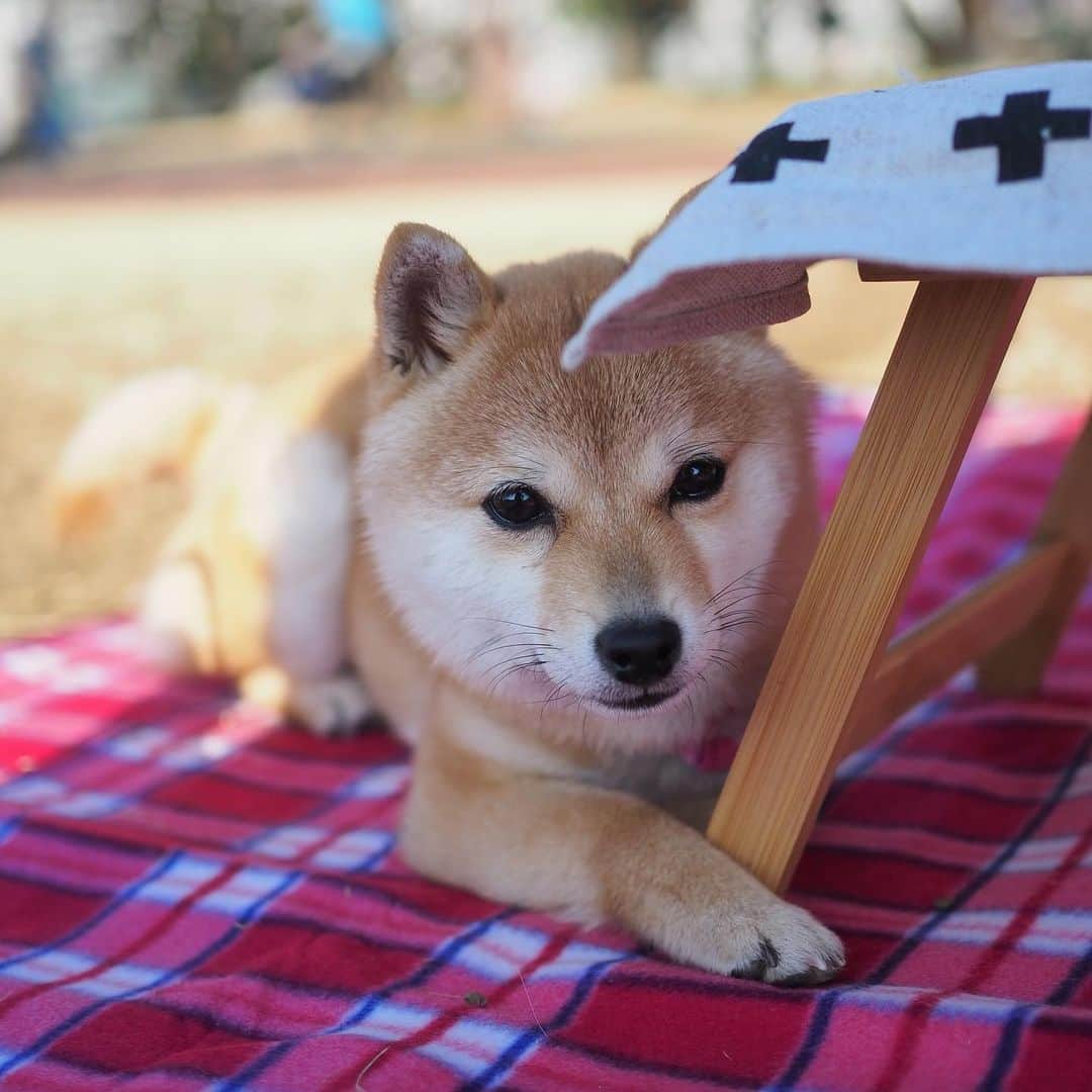 豆柴にこちゃんさんのインスタグラム写真 - (豆柴にこちゃんInstagram)「🐶 おはよー 昨日も天気良かったので ほっともっとでお弁当を買って 公園で食べたよ🍙  イチゴは家から持参🍓。 豆千代くんトートと 豆助くんに頂いた、にこちゃんトートも持参。  ドッグランではたまが一丁前に 自分より大きい子にガウガウしてた😆  #柴犬#豆柴#pecoいぬ部#犬#shibastagram#petstagram#犬#犬のいる暮らし#shibainu#dog#mameshiba#pecotv#いぬのきもち部#しばいぬ#しばけん#こいぬ#シバイヌ#狗#ペット#子犬#puppy#pet#시바견#강아지#개#instacute#barked#9gag#9gagpets」2月22日 7時49分 - nikochan.mame48