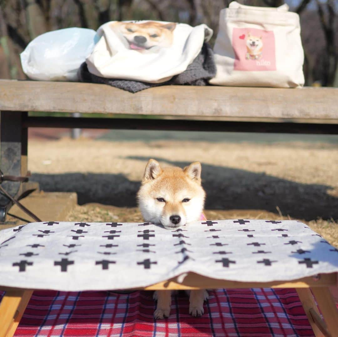 豆柴にこちゃんさんのインスタグラム写真 - (豆柴にこちゃんInstagram)「🐶 おはよー 昨日も天気良かったので ほっともっとでお弁当を買って 公園で食べたよ🍙  イチゴは家から持参🍓。 豆千代くんトートと 豆助くんに頂いた、にこちゃんトートも持参。  ドッグランではたまが一丁前に 自分より大きい子にガウガウしてた😆  #柴犬#豆柴#pecoいぬ部#犬#shibastagram#petstagram#犬#犬のいる暮らし#shibainu#dog#mameshiba#pecotv#いぬのきもち部#しばいぬ#しばけん#こいぬ#シバイヌ#狗#ペット#子犬#puppy#pet#시바견#강아지#개#instacute#barked#9gag#9gagpets」2月22日 7時49分 - nikochan.mame48