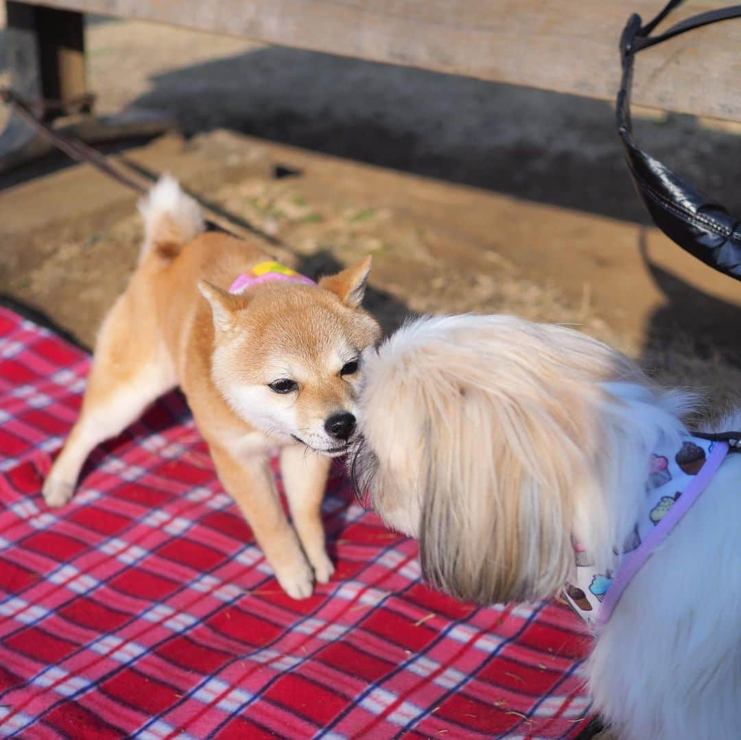 豆柴にこちゃんさんのインスタグラム写真 - (豆柴にこちゃんInstagram)「🐶 おはよー 昨日も天気良かったので ほっともっとでお弁当を買って 公園で食べたよ🍙  イチゴは家から持参🍓。 豆千代くんトートと 豆助くんに頂いた、にこちゃんトートも持参。  ドッグランではたまが一丁前に 自分より大きい子にガウガウしてた😆  #柴犬#豆柴#pecoいぬ部#犬#shibastagram#petstagram#犬#犬のいる暮らし#shibainu#dog#mameshiba#pecotv#いぬのきもち部#しばいぬ#しばけん#こいぬ#シバイヌ#狗#ペット#子犬#puppy#pet#시바견#강아지#개#instacute#barked#9gag#9gagpets」2月22日 7時49分 - nikochan.mame48