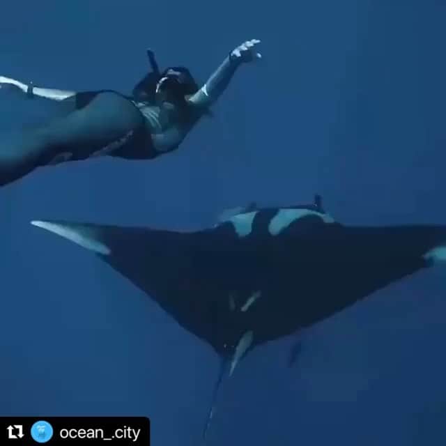 のインスタグラム：「#Repost @ocean_.city with @make_repost ・・・ Posted @withregram • @ocean.autograph Diving with giants at Socorro Island. What a mind-blowing experience! 😍 🎥 By @robertoochoahe  ft. @tomoka_fukuda   . . . . . #mantaray #mantarays #underwaterlife #uw #oceanlife #underwater #underwaterworld #underthesea #oceans #theocean #revillagiedo #seacreatures #seaanimals #tourtheplanet #earthcapture #oceanlove #animalplanet #discoverwildlife #wildlifelovers #wildlifeshots #deepbluesea #diving #freediving #freedive #freediver #divinglife #divingtrip #dive #sealovers」