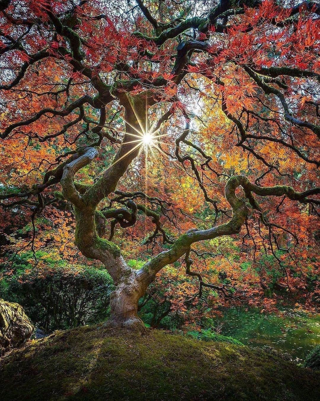 Canon Photographyさんのインスタグラム写真 - (Canon PhotographyInstagram)「A stunning tree in Oregon 🌳 Photography // @rosslipson Curated by @steffeneisenacher  #oregon #oregonexplored #pnw #tree #autumn #tree_captures」2月22日 8時10分 - cpcollectives