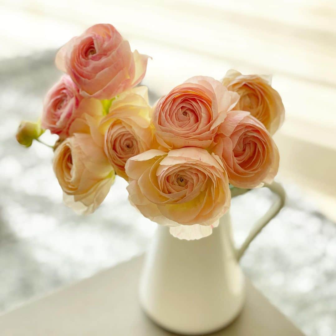 吉田美紀さんのインスタグラム写真 - (吉田美紀Instagram)「・ ・ 新しい一週間のスタート˚✧₊⁎ こんないいお天気で迎える月曜日。 最高ですね！！ ・ ラナンキュラスもだんだん花が開き 表情がまた変わってきた･:*+. ・ 2月ラストの一週間！ 元気にいきましょう〜♫･:*+. ・ #gm #monday #pink #flowers #ranunculus #spring #ラナンキュラス #春 #ピンク #お花 #お花のある暮らし」2月22日 8時25分 - miki__yoshida
