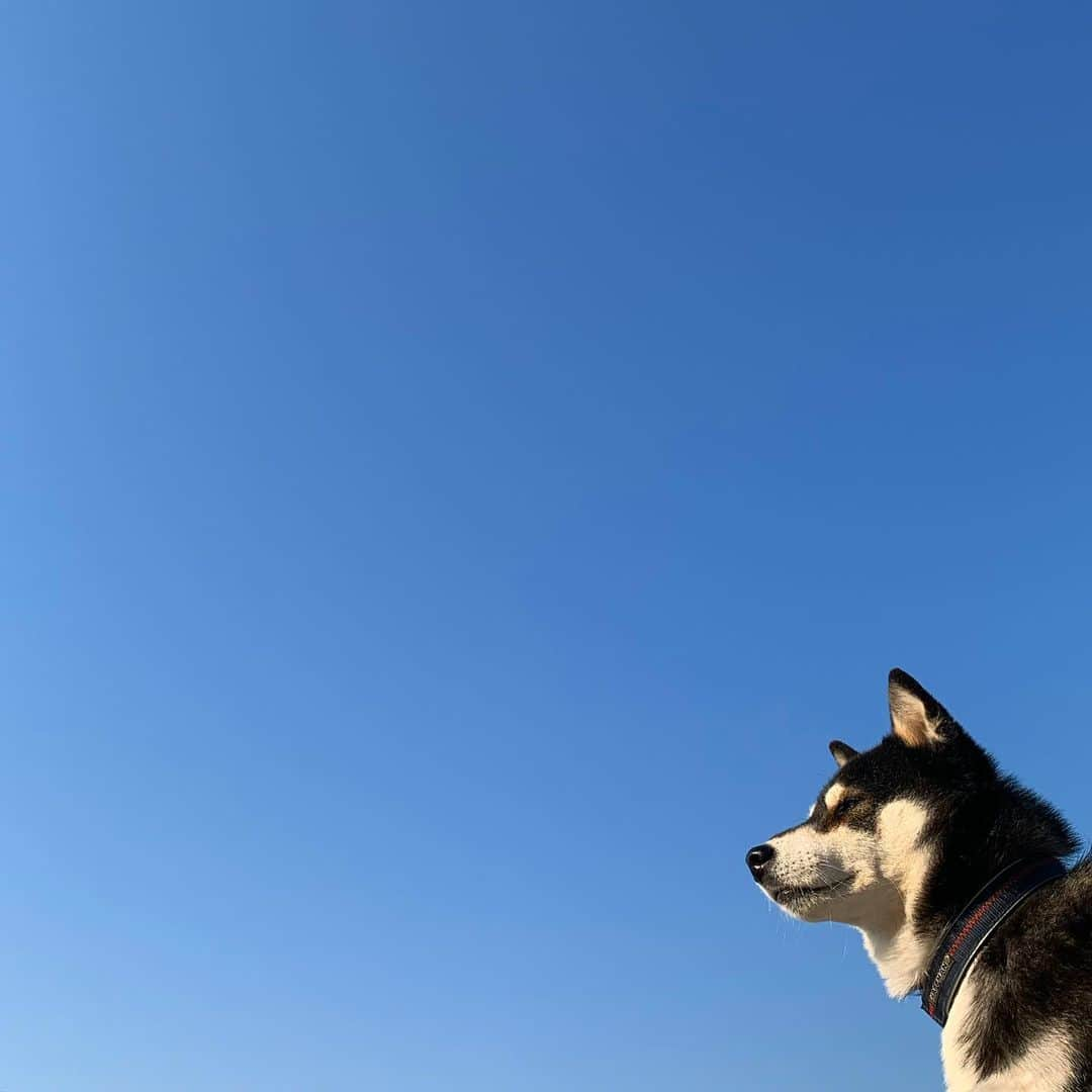 くろさんのインスタグラム写真 - (くろInstagram)「快晴朝んぽ☀️ 今日も初夏のような気温になるそーな💦 #朝んぽ #快晴 #青空 #blueskyblue #kuroshiba #blackshiba #shibainu #shibastagram #instadog #dogstagram #柴犬 #黒柴 #日本犬 #和犬 #イッヌ #いぬら部 #ふわもこ部 #柴犬部 #モフモフ生命体 #柴犬のいる暮らし #柴犬のいる生活 #柴犬と一緒 #わんこのいる暮らし #わんこのいる生活 #わんこと一緒 #わんダフォ #イッヌのいる暮らし #イッヌのいる生活 #イッヌと一緒」2月22日 8時27分 - m6bmw