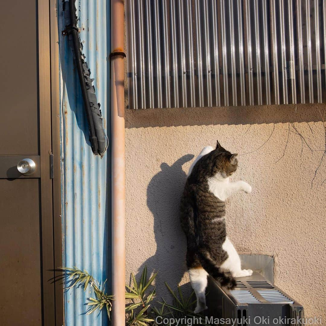 Masayukiさんのインスタグラム写真 - (MasayukiInstagram)「踏み外す。  #猫の日」2月22日 8時35分 - okirakuoki