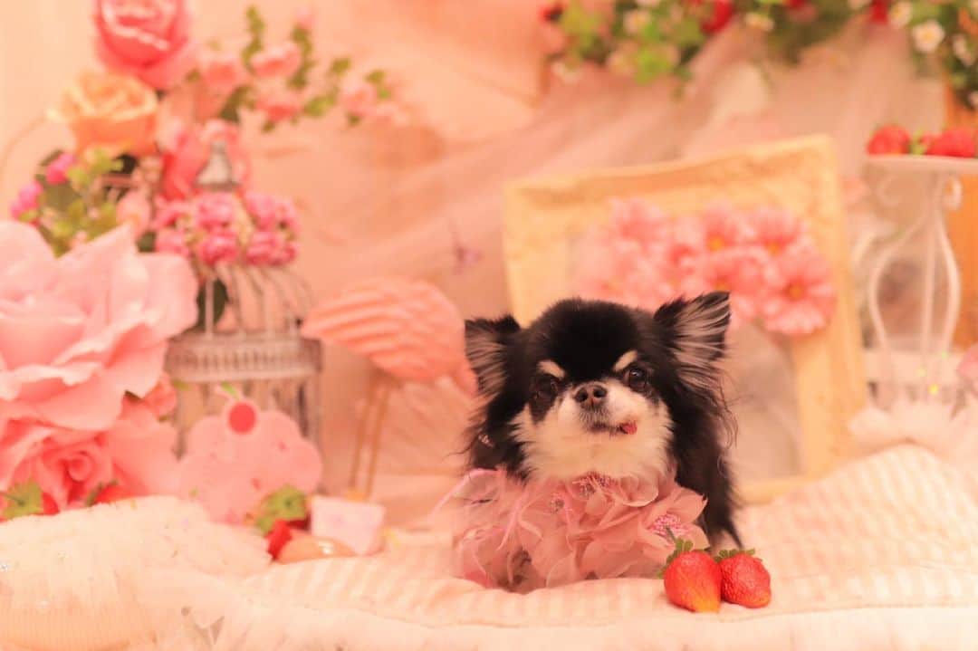 kayoのインスタグラム：「* *  * この苺は食べれますか？🍓 って言ってそうな めろめろ😂 * * * Melon❤️🛁 * * * #chihuahua#chihuahualove#dogstgram#dog#instadog#チワワ#チワワ大好き#チワワのいる暮らし * * *」