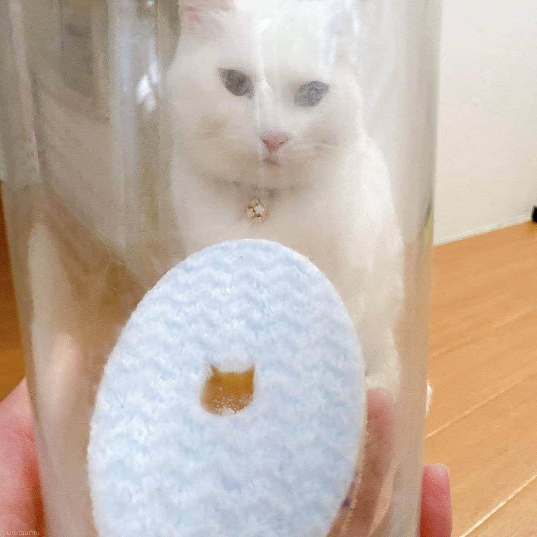 猫壱（ねこいち•ネコイチ）さんのインスタグラム写真 - (猫壱（ねこいち•ネコイチ）Instagram)「【#猫壱キャンペーン　2月 】 ▫ なんと言うことでしょう。 くもっていたガラスがスポンジの手によって洗剤要らずでピカピカに✨ ▫️ #ビフォーアフター #アフターは3枚目です♪ ▫  ▫ @urutsumu さんありがとうございました😆💕✨ ▫ ▫ :::::::::#猫壱 ::::::: #猫壱キャンペーン 2月は猫壱のお手入れ用品と一緒のお写真や動画を募集中👍✨ お写真の商品は#猫食器用スポンジ でした。 ▫ ▫︎ 対象の猫壱商品をお持ちの方は @necoichicojp から応募要項をチェックして是非ご応募くださいね❤」2月22日 8時36分 - necoichicojp
