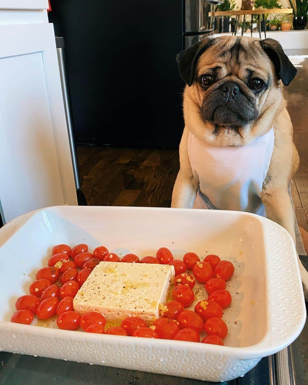 itsdougthepugさんのインスタグラム写真 - (itsdougthepugInstagram)「“When u learn all ur recipes from TikTok” -Doug」2月22日 8時36分 - itsdougthepug