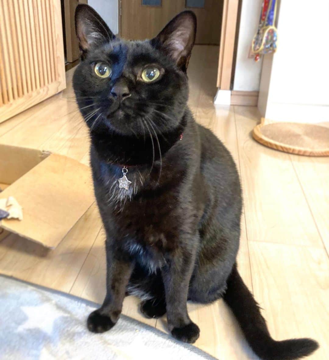 のインスタグラム：「おはようネコチャン！今日は猫の日だってさ。 #黒猫 #猫の日」