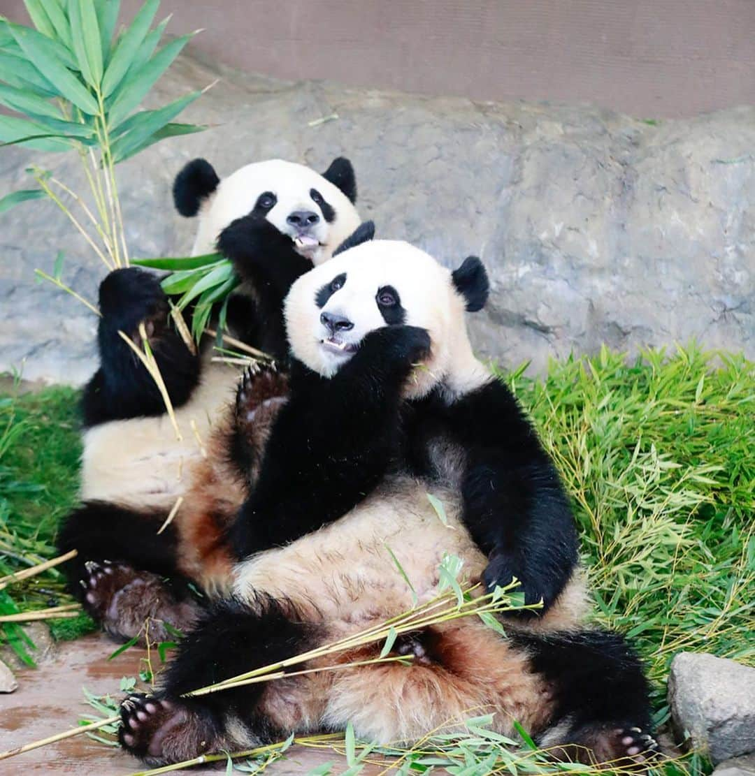 パンダ（白浜）さんのインスタグラム写真 - (パンダ（白浜）Instagram)「#桜浜 & #桃浜 twins🌸🍑 🐼😊🐼 #photography #adventureworld #アドベンチャーワールド #ADVENTUREWORLDPANDAS #baby #HELLOLITTLE #pandamental #hellopanda #ハローリトル #ハローパンダ #パンダグラビア #パンダ　and #panda #pandababy 🐼🐼🐼」2月22日 8時52分 - hellopanda_book