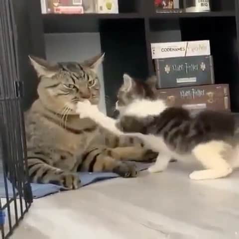 Cute Pets Dogs Catsのインスタグラム